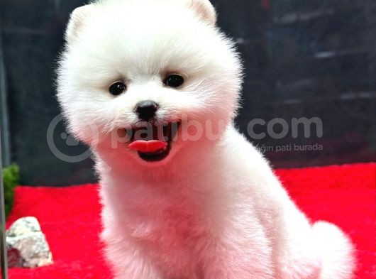 Dünya Tatlısı Erkek Pomeranian Boo Yavrumuz görsel
