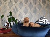 A Scr Li̇ Toy Poodle Bebekler Irk Garanti̇li̇