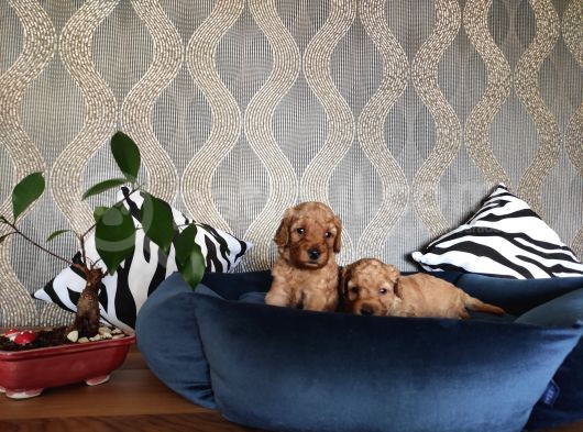 A Scr Li̇ Toy Poodle Bebekler Irk Garanti̇li̇ görsel