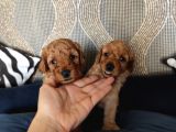 A Scr Li̇ Toy Poodle Bebekler Irk Garanti̇li̇