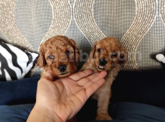A Scr Li̇ Toy Poodle Bebekler Irk Garanti̇li̇ görsel