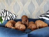 A Scr Li̇ Toy Poodle Bebekler Irk Garanti̇li̇