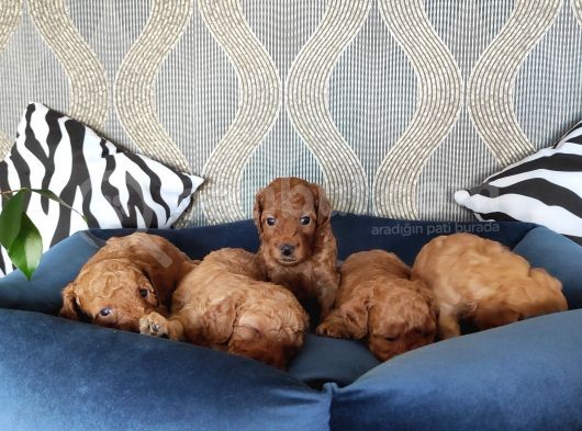 A Scr Li̇ Toy Poodle Bebekler Irk Garanti̇li̇ görsel