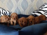 A Scr Li̇ Toy Poodle Bebekler Irk Garanti̇li̇
