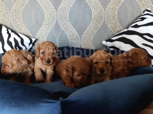 A Scr Li̇ Toy Poodle Bebekler Irk Garanti̇li̇
