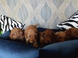 A Scr Li̇ Toy Poodle Bebekler Irk Garanti̇li̇