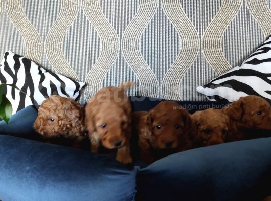 A Scr Li̇ Toy Poodle Bebekler Irk Garanti̇li̇ görsel