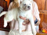 Safkan Si̇bi̇rya Kurdu Husky A Kali̇te Bebekler