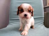 Mini Boy Cavalier King Charles Yavrularımız