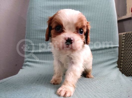 Mini Boy Cavalier King Charles Yavrularımız görsel