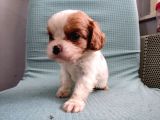 Mini Boy Cavalier King Charles Yavrularımız