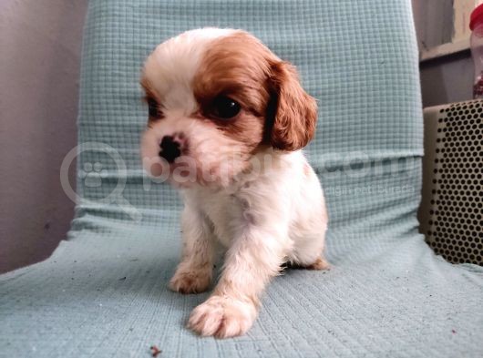 Mini Boy Cavalier King Charles Yavrularımız görsel