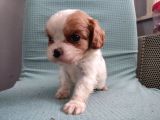 Mini Boy Cavalier King Charles Yavrularımız