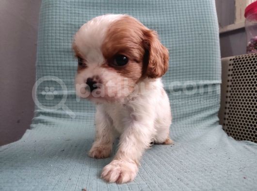 Mini Boy Cavalier King Charles Yavrularımız görsel
