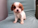 Mini Boy Cavalier King Charles Yavrularımız