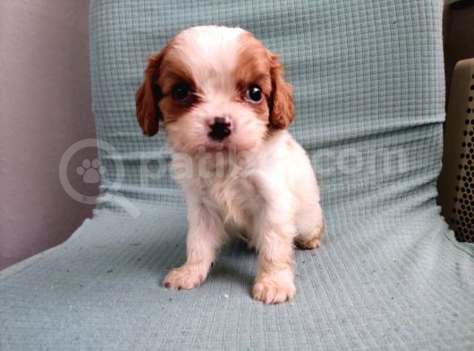 Mini Boy Cavalier King Charles Yavrularımız görsel