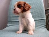 Mini Boy Cavalier King Charles Yavrularımız