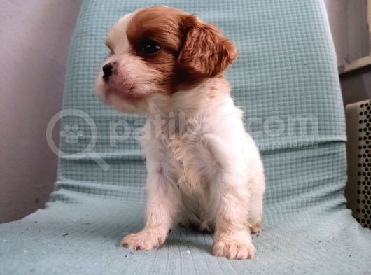 Mini Boy Cavalier King Charles Yavrularımız görsel