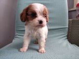 Mini Boy Cavalier King Charles Yavrularımız