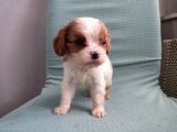 Mini Boy Cavalier King Charles Yavrularımız