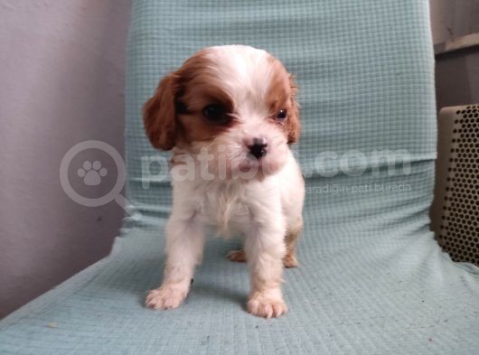 Mini Boy Cavalier King Charles Yavrularımız görsel