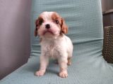 Mini Boy Cavalier King Charles Yavrularımız