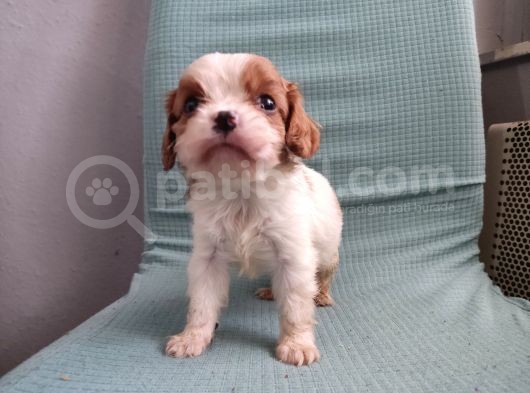 Mini Boy Cavalier King Charles Yavrularımız görsel