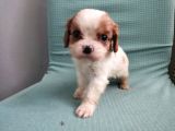 Mini Boy Cavalier King Charles Yavrularımız