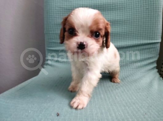 Mini Boy Cavalier King Charles Yavrularımız