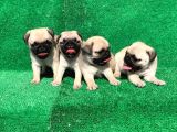 Dişi Ve Erkek Pug Mops Yavrularımız  Gelmiştir