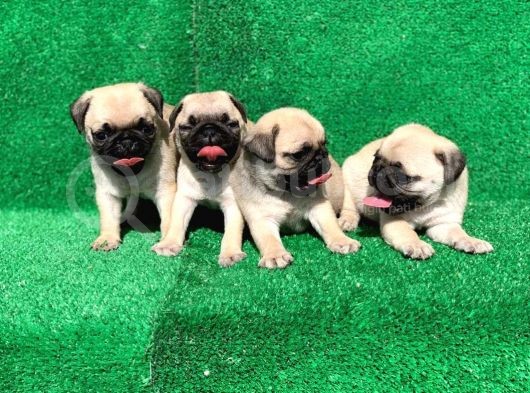 Dişi Ve Erkek Pug Mops Yavrularımız  Gelmiştir
