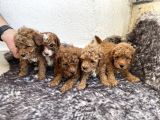 Kırmızı Toy Poodle Yavruları -- 3.5 kg, annesi ev köpeğimiz