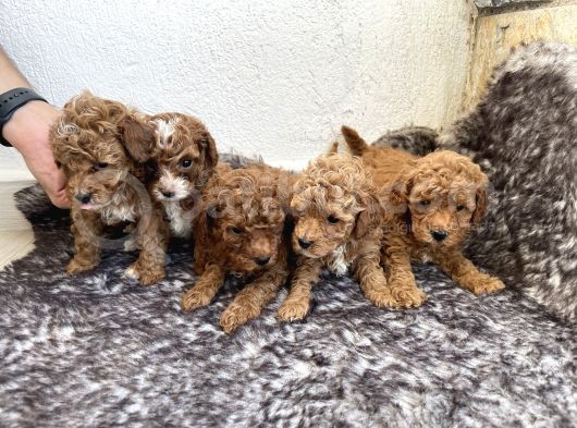Kırmızı Toy Poodle Yavruları -- 3.5 Kg, Annesi Ev Köpeğimiz