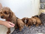Kırmızı Toy Poodle Yavruları -- 3.5 Kg, Annesi Ev Köpeğimiz