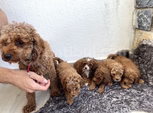 Kırmızı Toy Poodle Yavruları -- 3.5 Kg, Annesi Ev Köpeğimiz görsel