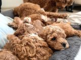 Kırmızı Toy Poodle Yavruları -- 3.5 Kg, Annesi Ev Köpeğimiz