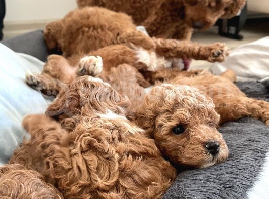 Kırmızı Toy Poodle Yavruları -- 3.5 Kg, Annesi Ev Köpeğimiz görsel