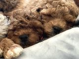Kırmızı Toy Poodle Yavruları -- 3.5 Kg, Annesi Ev Köpeğimiz
