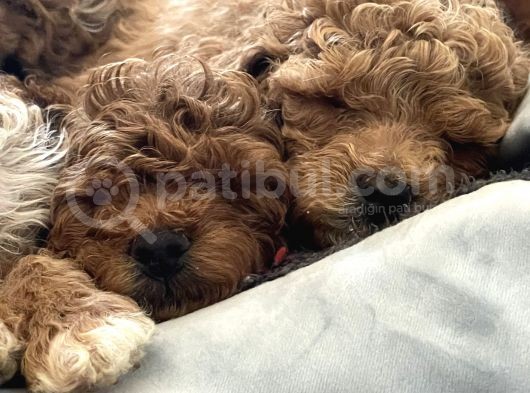 Kırmızı Toy Poodle Yavruları -- 3.5 Kg, Annesi Ev Köpeğimiz görsel