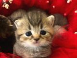 Minik Dost