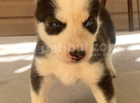 Husky E
