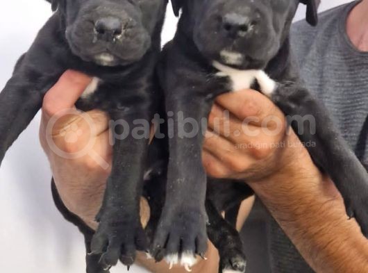 Cane Corsa Yavrular görsel