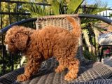 Sağlik Ve Irk Garanti̇li̇ Red Brown Toy Poodle Yavrularimiz