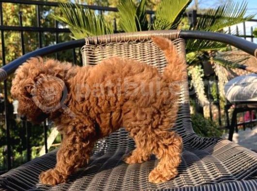 Sağlik Ve Irk Garanti̇li̇ Red Brown Toy Poodle Yavrularimiz görsel