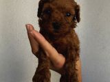 Sağlık Ve Irk Garantili Poodle Yavrularımız
