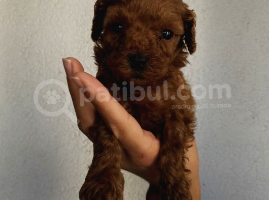 Sağlık Ve Irk Garantili Poodle Yavrularımız