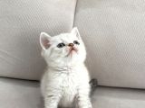 Lynx Point British Shorthair Erkek