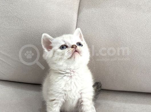 Lynx Point British Shorthair Erkek görsel