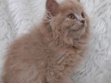 Nadi̇r Renk Fawn Di̇şi̇ Brittish Longhair