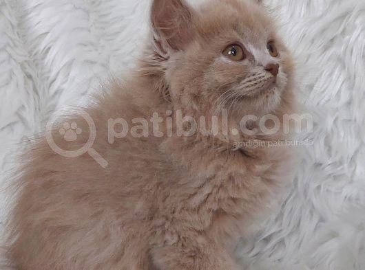 Nadi̇r Renk Fawn Di̇şi̇ Brittish Longhair görsel